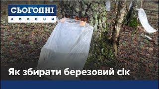 Як правильно збирати березовий сік