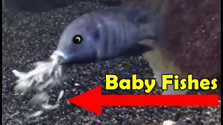 Live baby fishes come out of the dolphin's fishes mouth. Awesome...! 😍🐬👍🙏