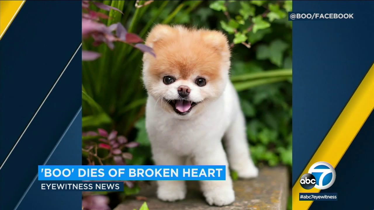 Boo the Pomeranian dies of broken heart, owners say | ABC7 - YouTube