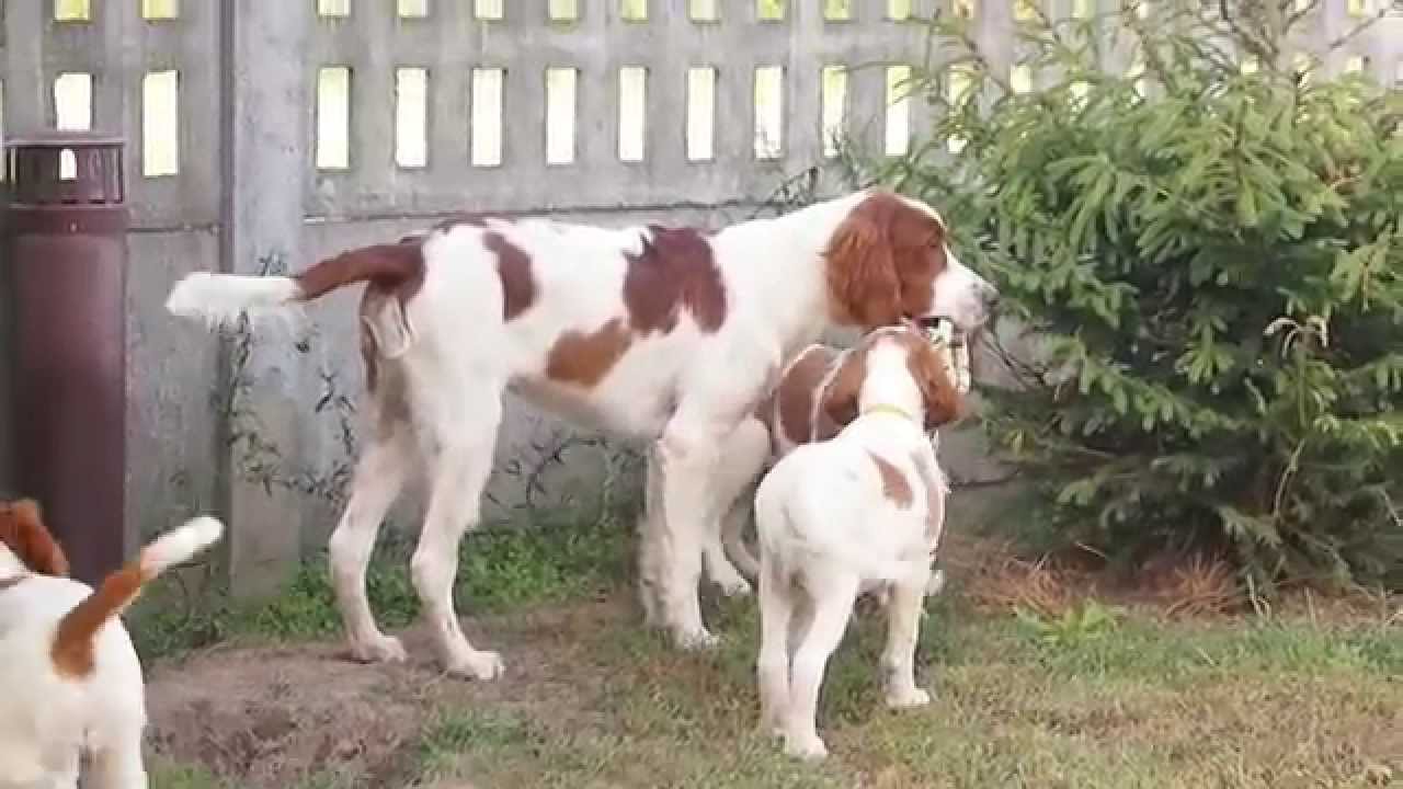 red gordon setter