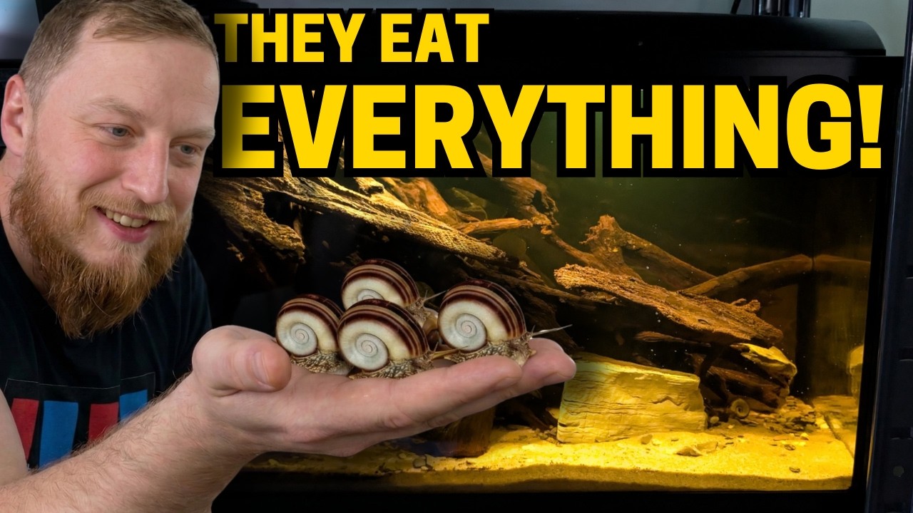 Creating the perfect aquarium for our giant plant eating snails (Colombian Ramshorn setup)