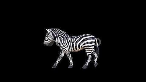 4K Zebra Walk | Motion Graphics - Videohive template