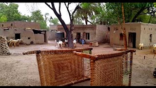 Rain In Punjab Village Rural Life In Pakistan