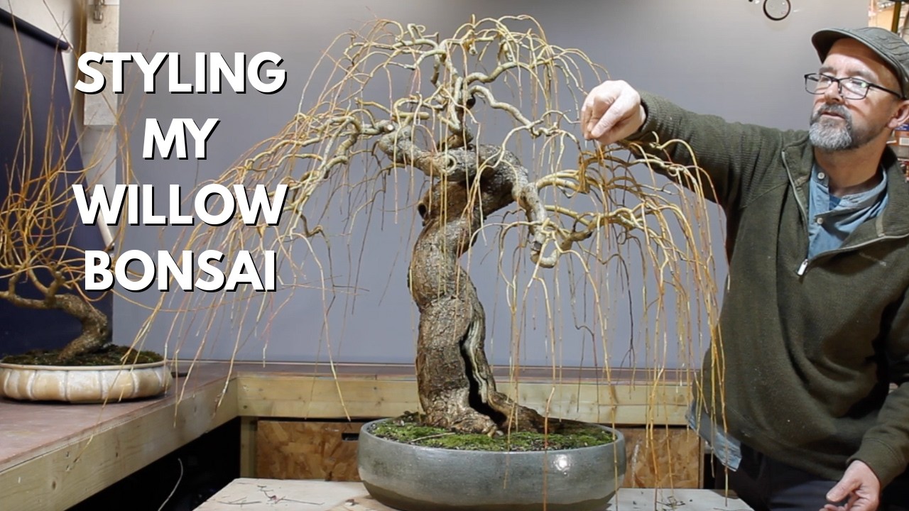 Secrets of styling an award-winning willow bonsai