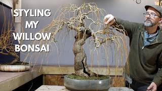 Secrets of styling an award-winning willow bonsai