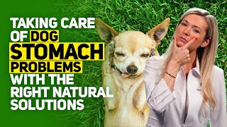 Knowing These 8 Dog Stomach Problems NATURAL Solutions Could Save Your Pet's Life! by Zumalka by HomeoAnimal - Helping Pets Naturally  152 views 1 year ago 16 minutes