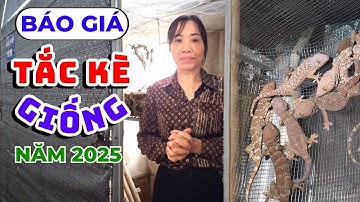 Giá Tắc Kè Giống Mới Nhất 2025 Tại Trại Tắc Kè Sinh Sản Phú Thọ, Bao Tiêu Tắc Kè Giá Cao Và Lâu Dài