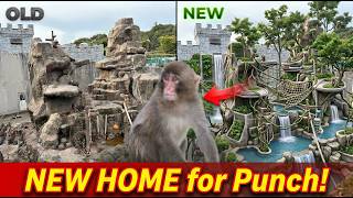 After Everything Punch Is Finally Getting the Home He Deserves