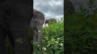 Too Cute! Baby Elephant Discovers Flowers!💖 #babyelephant #cuteanimal #wildlife #shorts