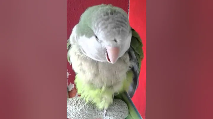 Cotorra hacindose el Amorrr