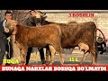 SIROJIDDIN JANGDA No1 BOLASI BUQA 3.BOSHLI SIGIRLAR