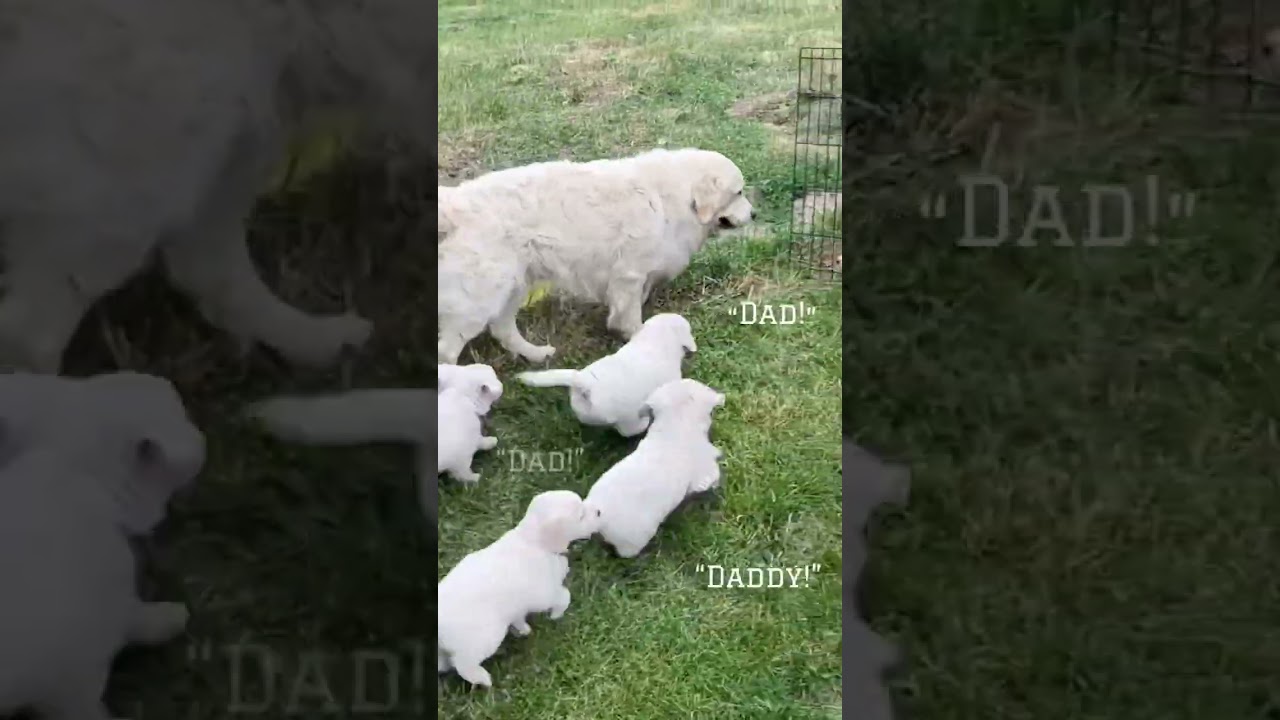 16 puppies meet their dad for the 1st time! 