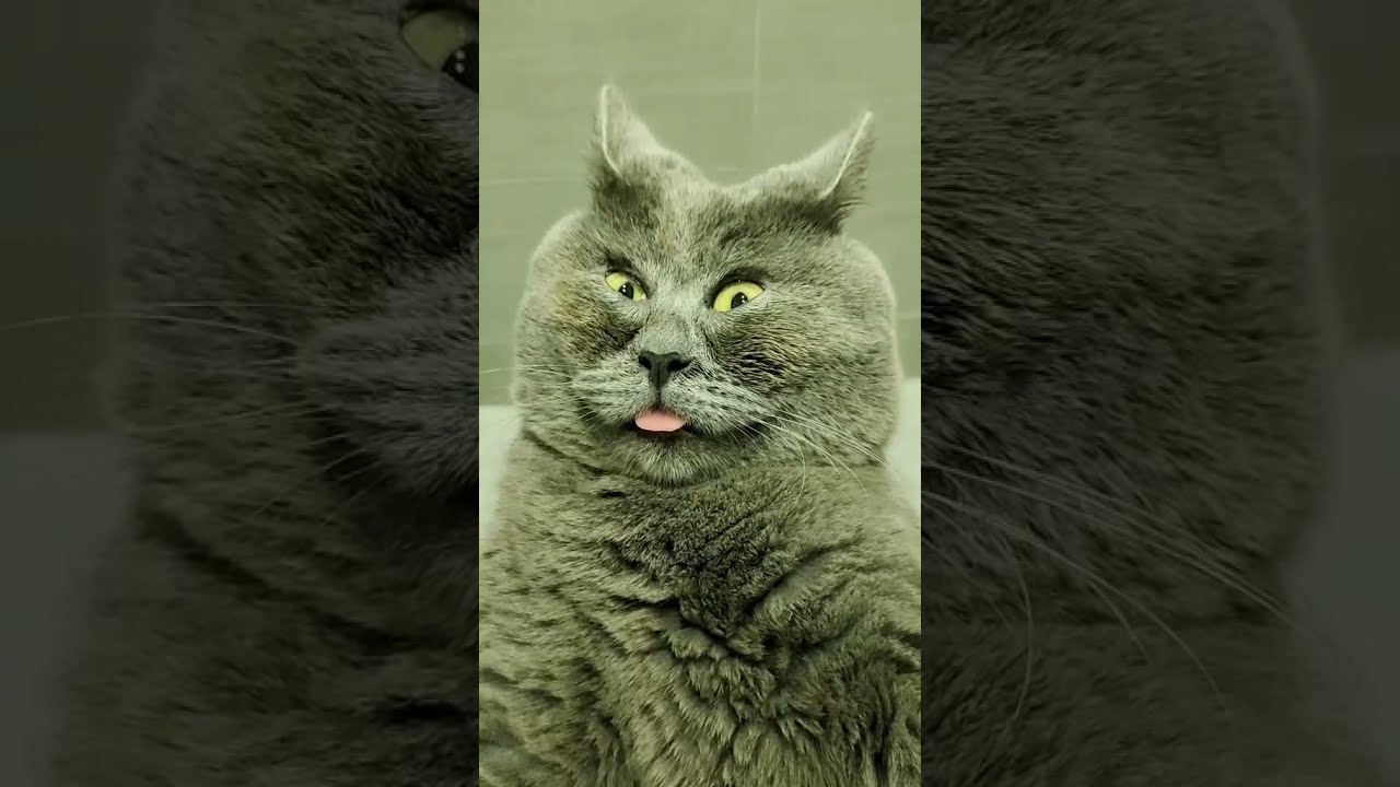 Федя кот