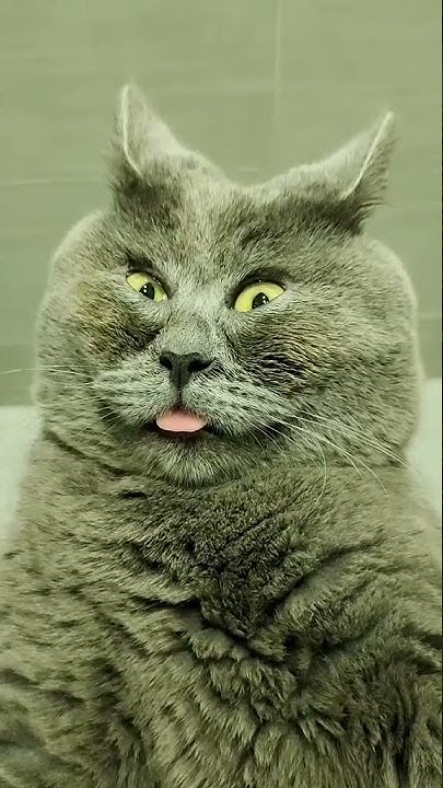 Кот федор из ростова фото #привет #федя #котик #расслабление #релакс #кот #юмор - YouTube