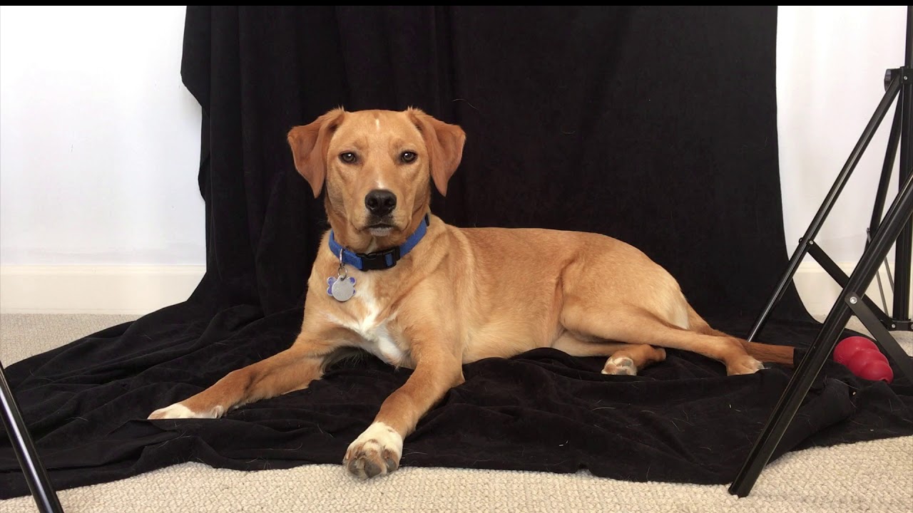 Capture the personality of your amazing pet: Painterly style in acrylic paints!