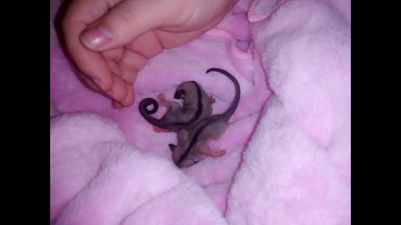 Baby Sugar Glider In Pouch