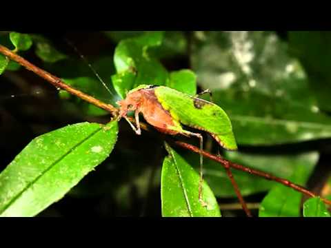 Video: Hoe lank leef katydids?