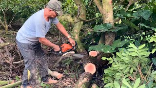 Cut off old tree stumps, Get wood - Beautify your garden