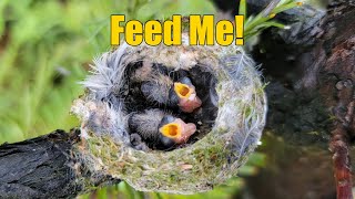 Baby Hummingbirds 2024, Feed Me!