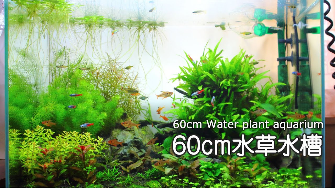 Restart Of 60cm Water Plant Aquarium Layout Using Stone Youtube