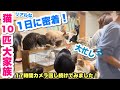 保護猫10匹多頭飼いの1日に密着したら、ドタバタで大忙しでしたw【いつもこんな感じです】【17時間カメラ回し続けてみた】