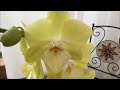 Отличный завоз орхидей в Оби 5 августа 2020 г. Попугай, Манхеттен,  Фронтера, Пелорик, Биг лип..