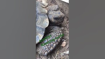 Another relaxing turtle #animal #turtle #reptile #cute