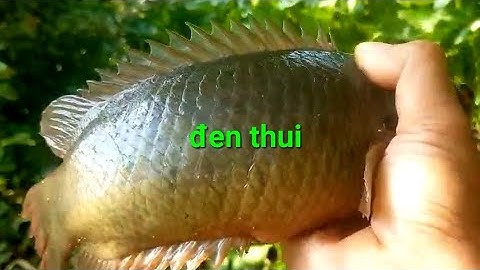 câu cá rô đồng, chinh phục bầy KHỦNG LONG kênh 27 xã tân kiều