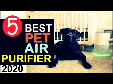 best-air-purifier-for-pets-2020--🏆-top-5-best-air-purifier-for-pet-dander,-odors,-allergies-and-hair