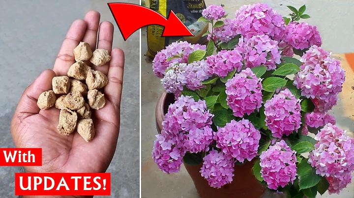 USE this human food on Hydrangea n SEE WHAT happens NEXT! - DayDayNews