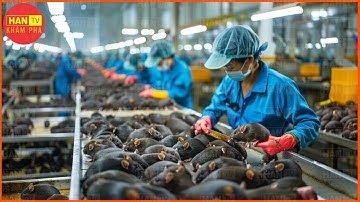 Nông Dân Việt Kiếm Hàng Triệu Đô La Từ Nuôi Chuột Đồng Như Thế Nào?