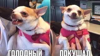 Питьевая диета. Или мучения жиробаса :D Питьевая диета. Или мучения жиробаса :D