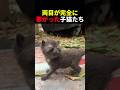 両目が完全に塞がった子猫たち #動物 #ペット #かわいい #癒し #animals #猫 #子猫