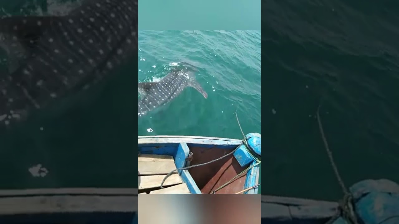 penampakan hiu paus tutul laut korowelang