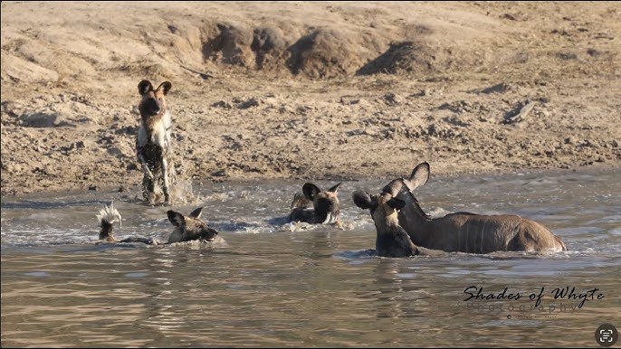 Wild dog hunt a kudu in water