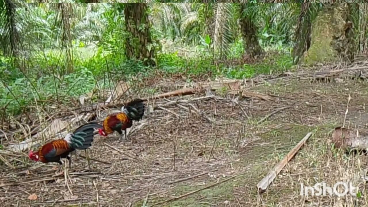 Pikt jamed bikin ORI geregtan 