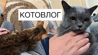 Бенгальский кот и Британская кошка:🐈 🐈‍⬛ Все сложно 😑