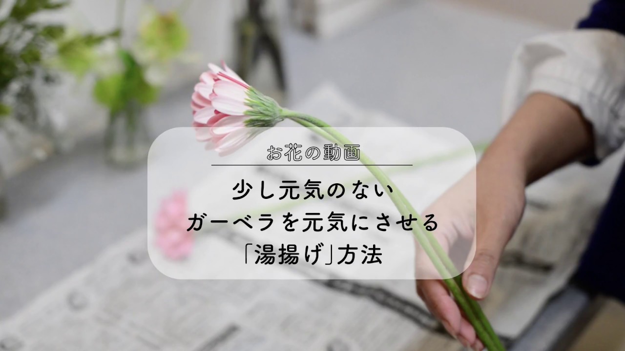 花のケアを大切に それぞれの花に適した水揚げ方法をご紹介 花と笑顔を暮らしのそばに はなのわ