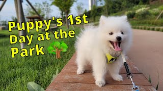 My Puppy's First Day at the Park  Japanese Spitz