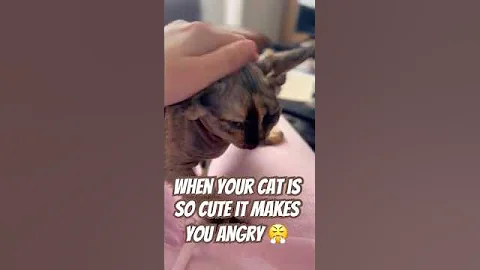 Video 11487131: devonrex funny cat, devonrex cute, funny cute angry cat, feline