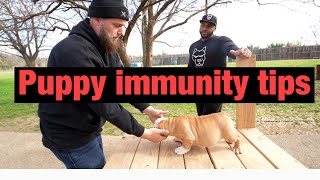 Building a Puppies immunity! Chris Moore Bulky built BULLDOGS