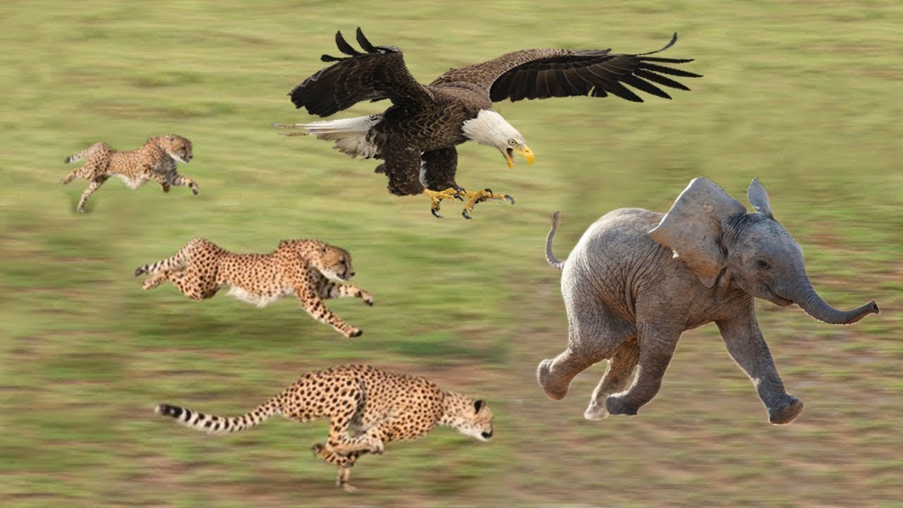Cheetah vs Eagle Attack, Speed hunt of the Cheetah, Eagle, Who faster