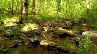 60 Minutes of Binaural Woodland Ambiance (Nature Sounds Series #6) Trickling Stream & Birds Sounds