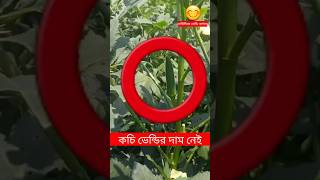 Little Wendy Garden | ভেন্ডি বাগান | Tender Okra | Tender Lady's finger | #shorts #ytshorts #okra