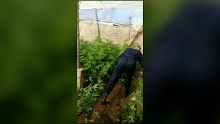 Desmantelado un invernadero de marihuana en El Elido