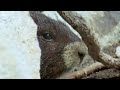 Waking up from Hibernation | Animals: The Inside Story | BBC Earth