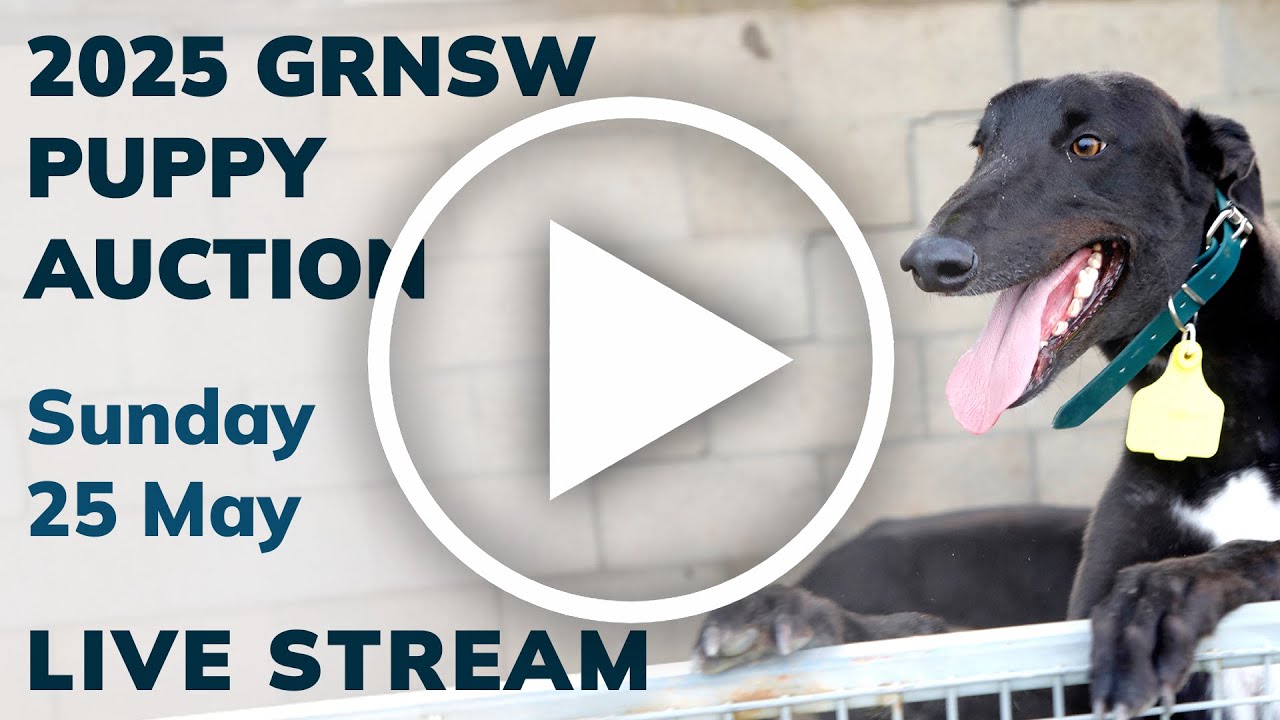 2025 GRNSW Greyhound Puppy Auction Live Stream
