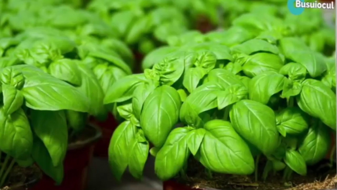 Busuiocul Planta Sfanta sau Iarba Regilor, Doctor Natural si Pasaport Pentru Paradis