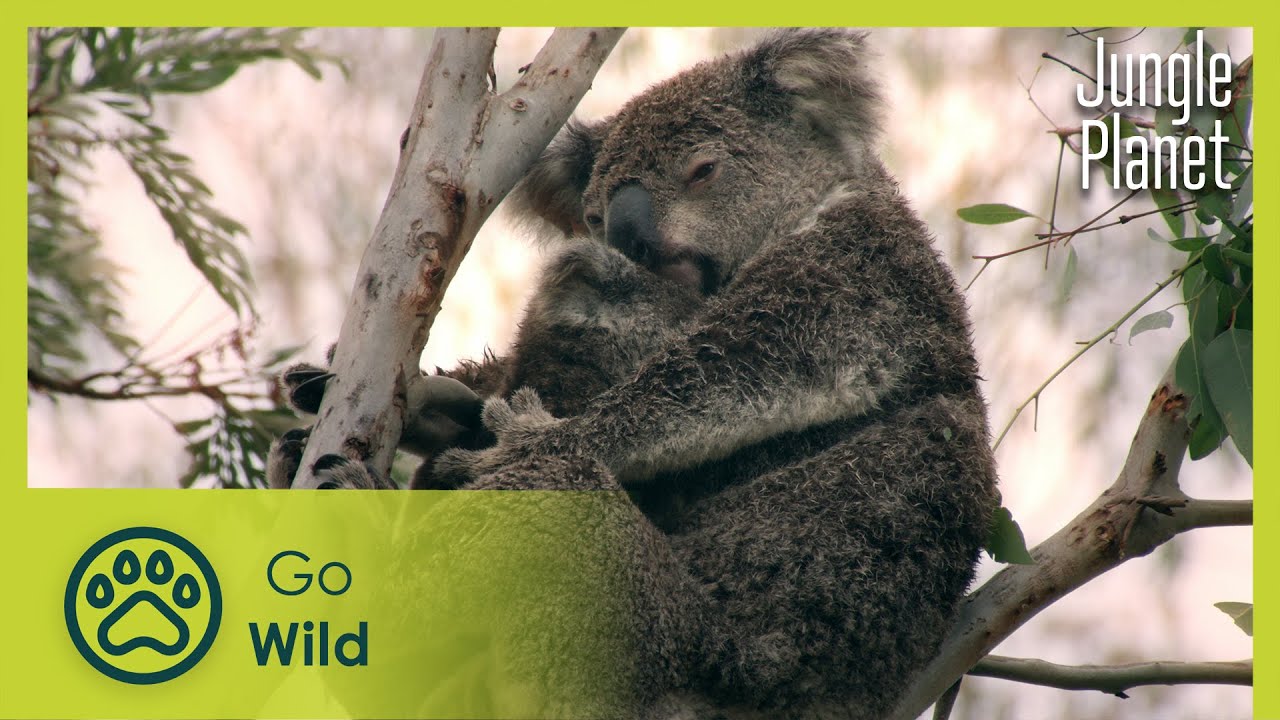 A Jungle of Aromas: Australia | Jungle Planet 9/26 | Go Wild