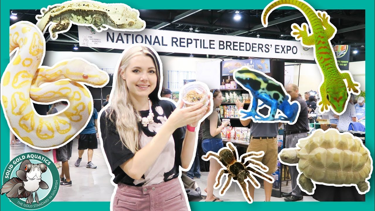 LET'S GET A NEW PET! // Daytona Reptile Breeders' Expo YouTube